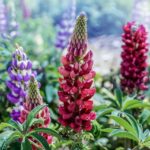 lupins, flowers, garden